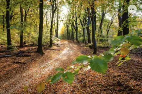 Park Konijnenburg Villa Putten Buitenkant foto